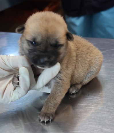 보호중 믹스견의 가…